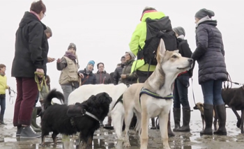 Hundstage 2015 - Wattwanderung