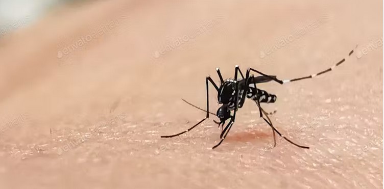 Mückenplage auf Sylt