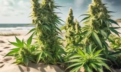 Cannabis auf Sylt