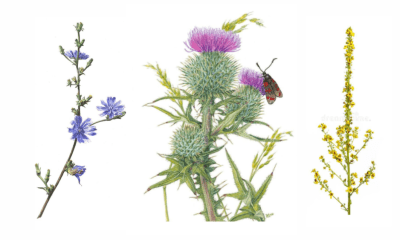 Pflanzenabgabe der Naturschutzgemeinschaft Sylt e.V.: Wildblumen für den Garten